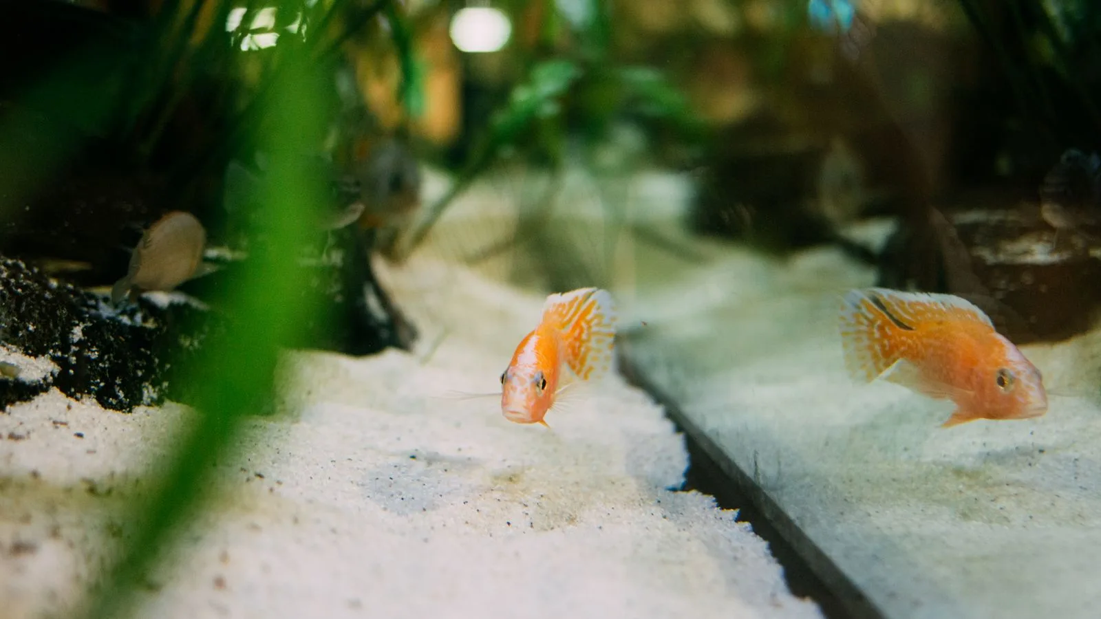Sand Bed Options for Reef Tanks: Bare Bottom, Shallow, or Deep