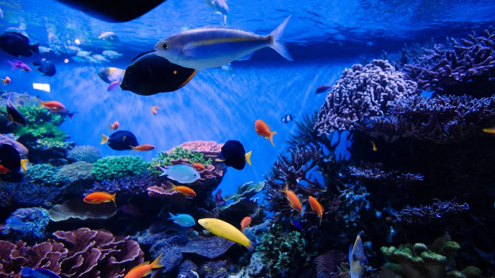 pH Swings in Reef Tanks: Causes and Practical Fixes