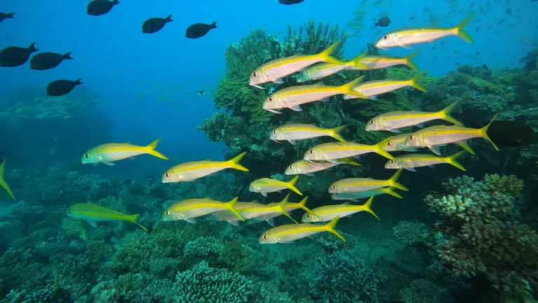 Reef-Safe Fish: What "Reef Safe" Really Means