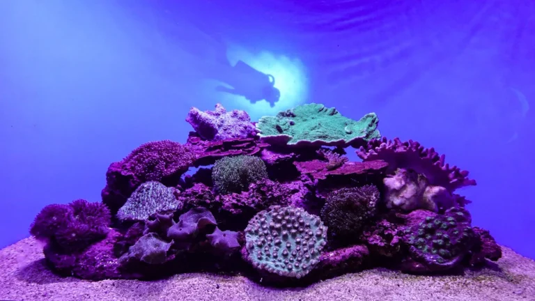 Reef Aquarium Lighting 101: PAR, Spectrum, and Coral Growth