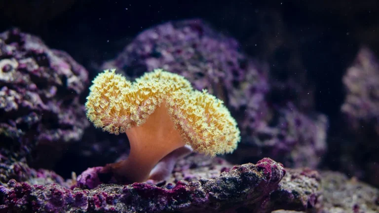 Beginner Corals: The Best First Corals for a New Reef Tank
