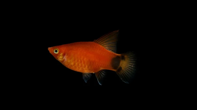 Powerheads and Flow: Designing Water Movement in a Reef Tank