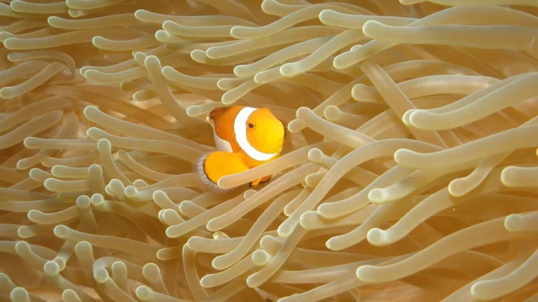 Best Beginner Saltwater Fish for a New Reef Tank