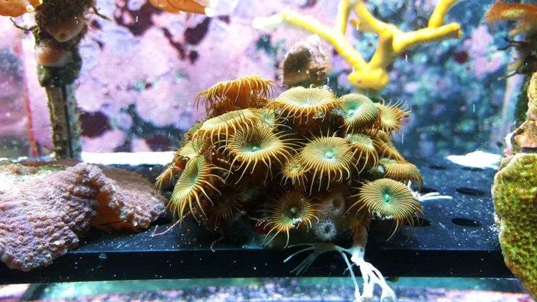 How to Acclimate and Dip New Corals Safely