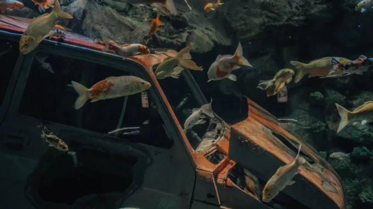 Saving a Crashing Reef Tank: Emergency Steps