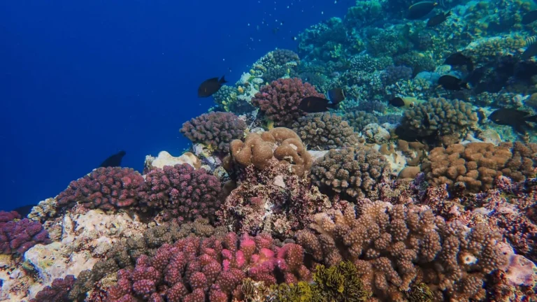 Trace Elements in Reef Tanks: Do You Need to Dose Them?