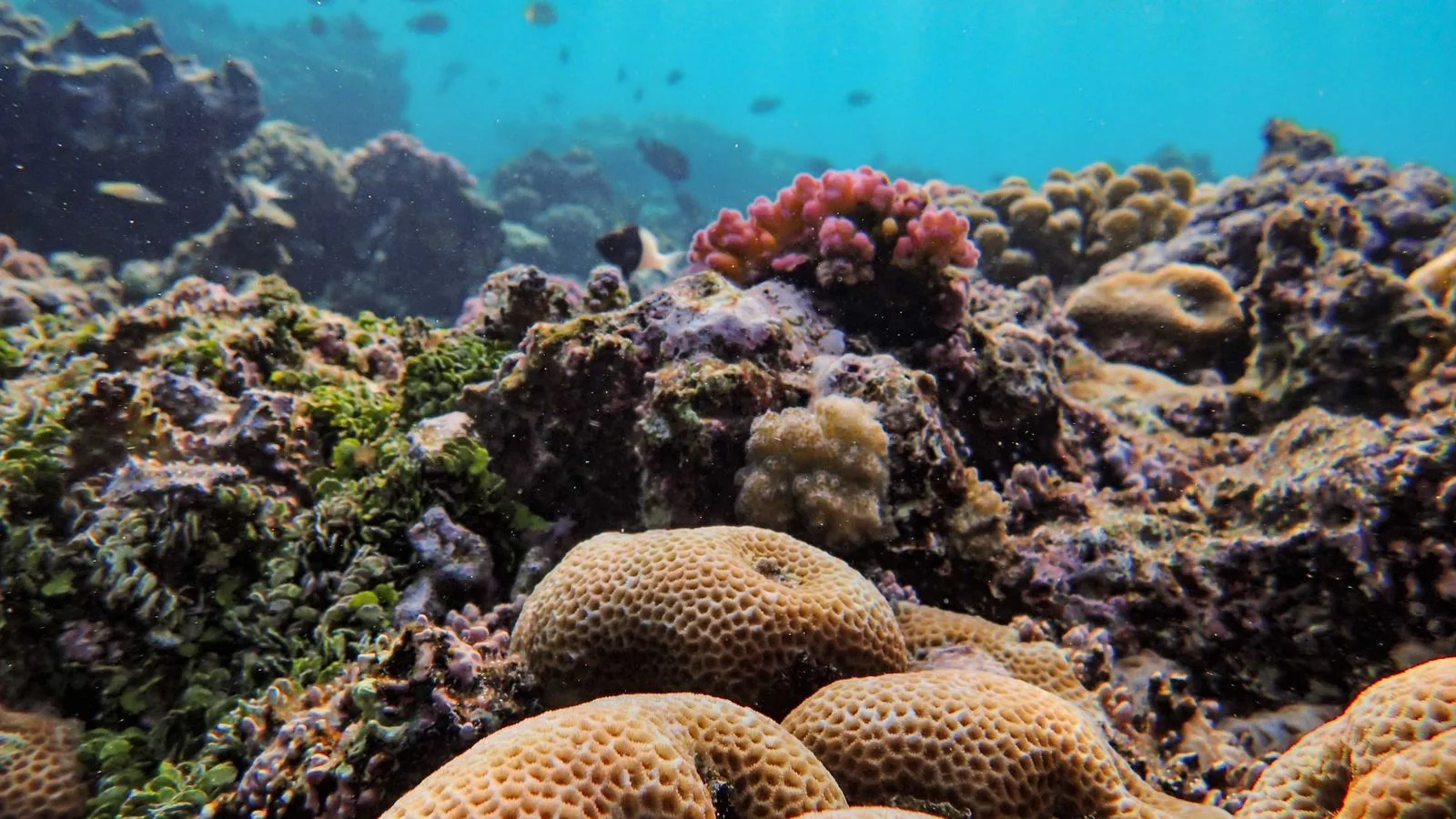Calcium and Magnesium: The Reef Chemistry Trio Explained