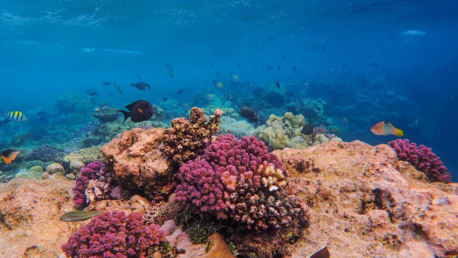 Coral Placement: Light and Flow Zones in Your Tank