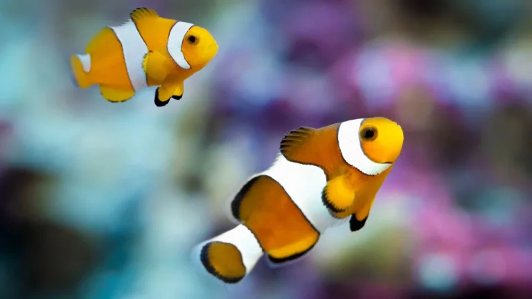 Adding Your First Fish: Stocking Order for a New Reef Tank