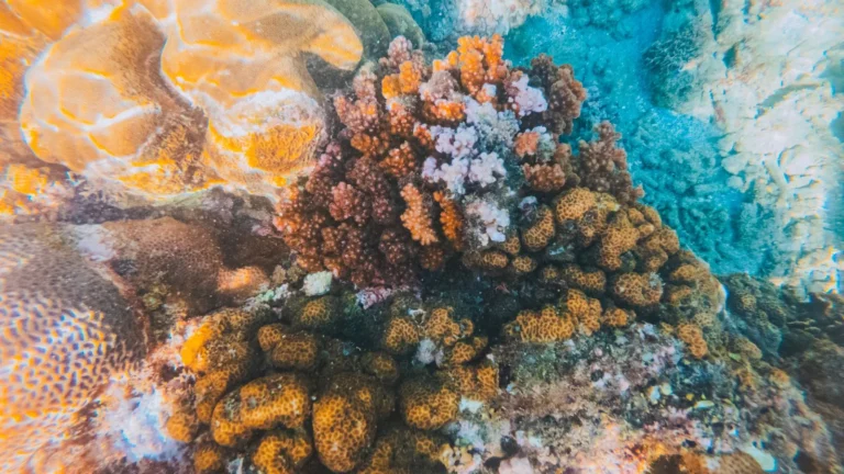 Soft Corals vs. LPS vs. SPS: Understanding Coral Types