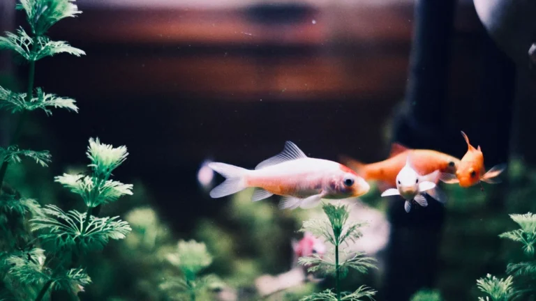 Common New-Tank Mistakes That Crash a Reef Cycle
