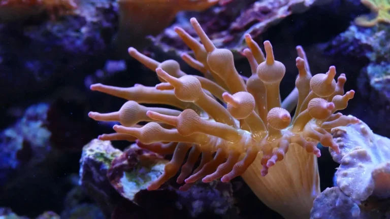 How Long Before You Can Add Coral to a New Reef?