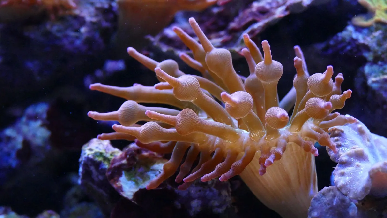 How Long Before You Can Add Coral to a New Reef?