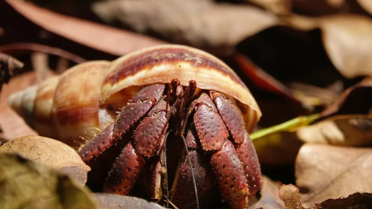 The Cleanup Crew: Snails, Crabs, and Hermit Selection