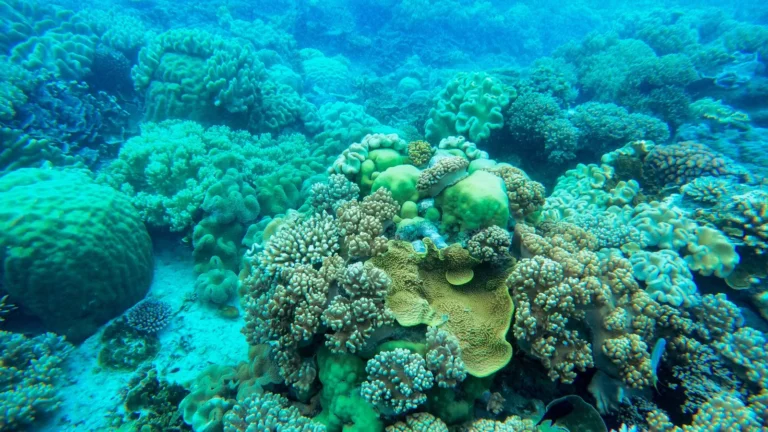 Coral Aggression: Sweeper Tentacles and Chemical Warfare