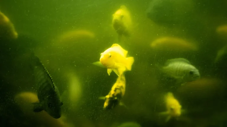 Why Is My Reef Tank Water Cloudy? Causes and Cures