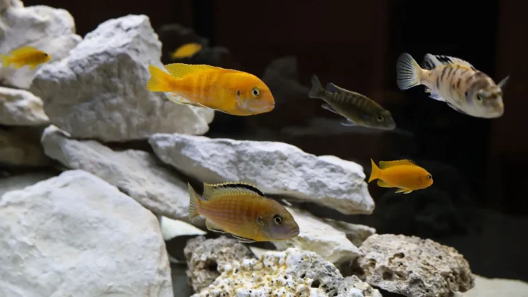 Live Rock vs. Dry Rock: Building Your Reef's Foundation