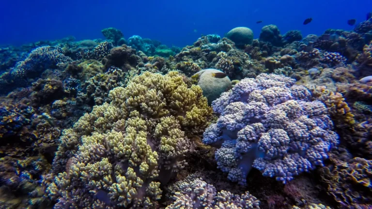 Diagnosing a Sick Coral: Bleaching, STN, and RTN