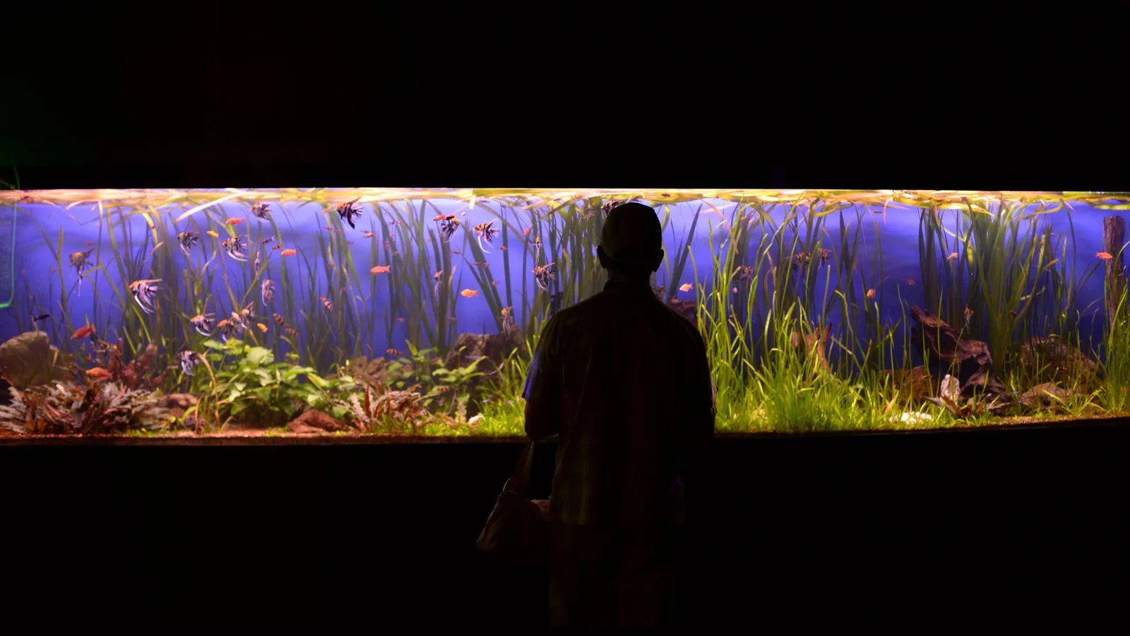 Quarantine Tanks: Why Every Reefer Needs One