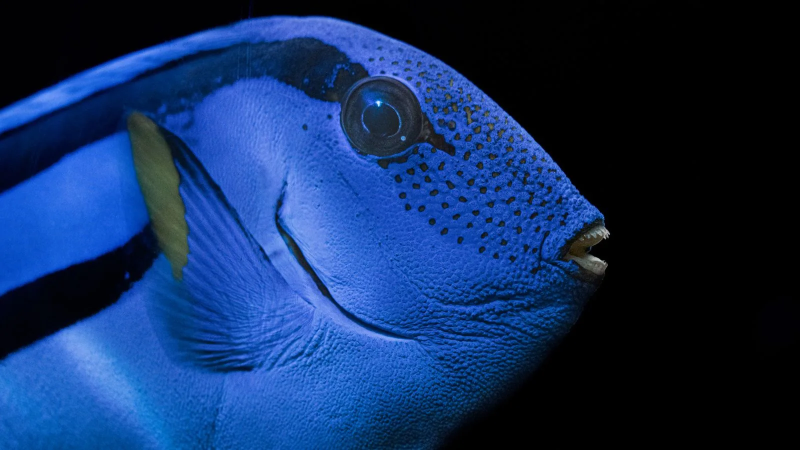 Tangs in Reef Tanks: Tank Size, Diet, and Aggression