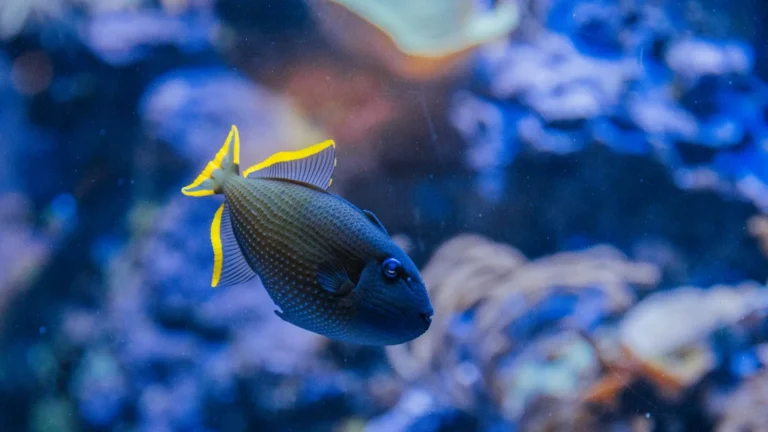 Budgeting a Reef Tank: True Cost of the First Year