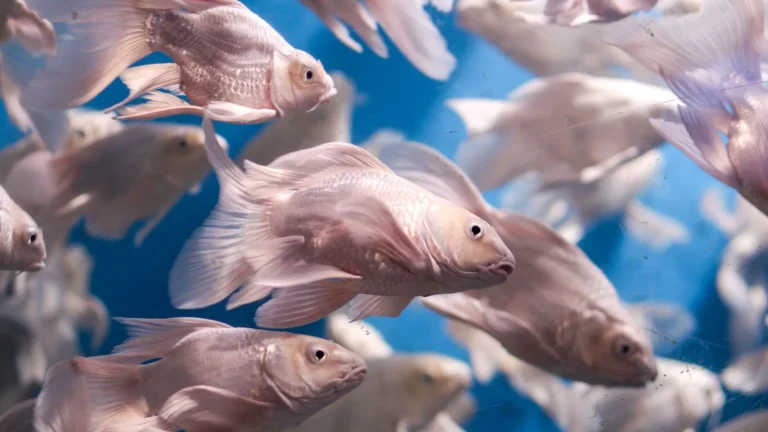 How to Do a Saltwater Water Change the Right Way