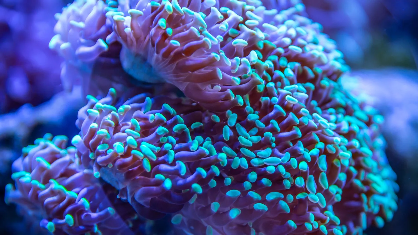Keeping Euphyllia: Hammer, Torch, and Frogspawn Care
