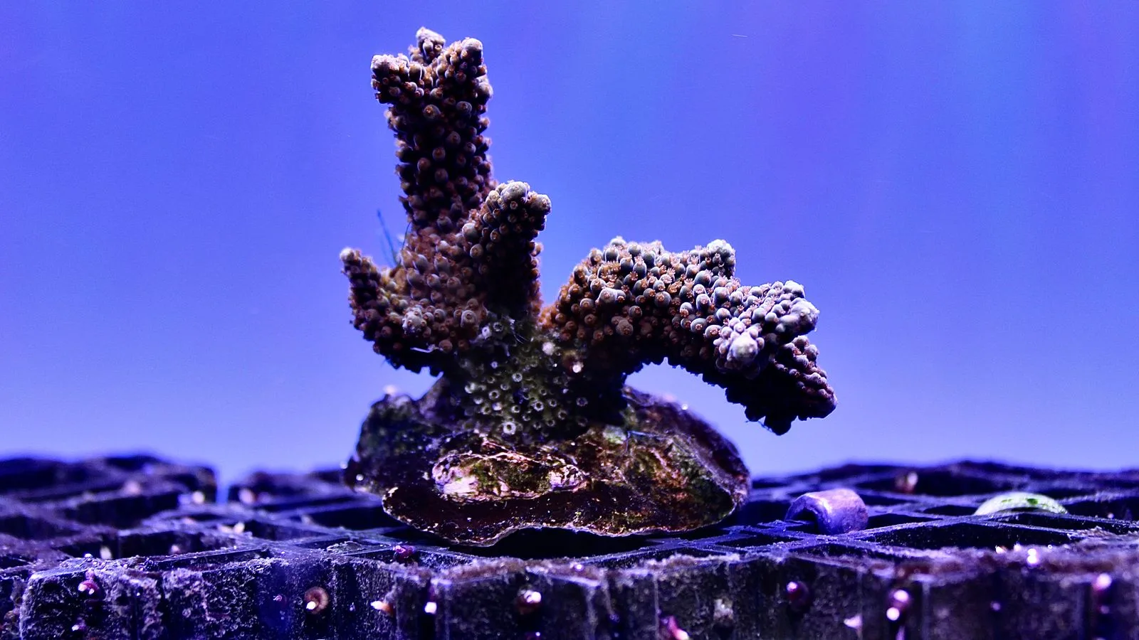 How to Frag Corals: A Beginner's Guide to Propagation