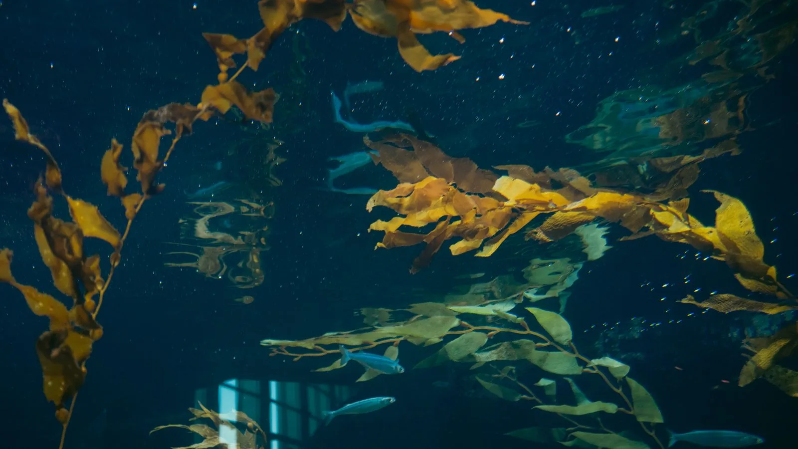 Diatoms, Algae, and the Ugly Stage of a New Reef Tank