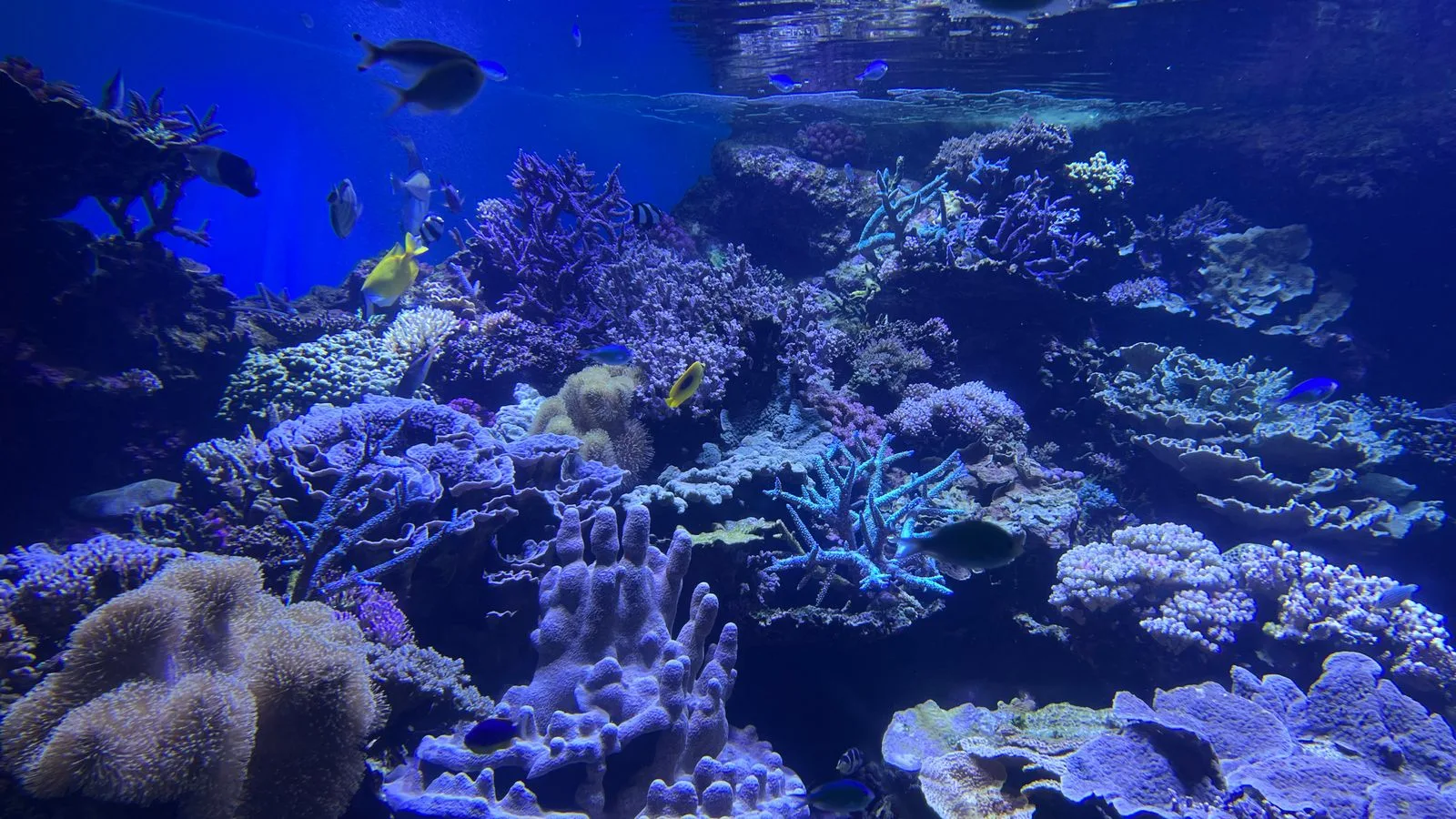 Choosing the Right Tank Size for a Beginner Reef Aquarium