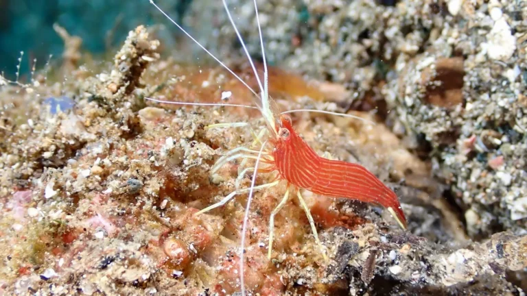 Invertebrates for Reef Tanks: Shrimp, Stars, and Urchins