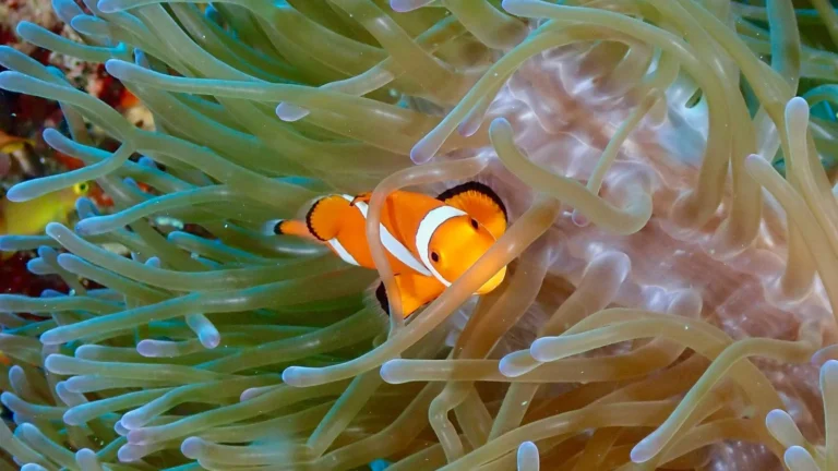 Clownfish Care: Hosting, Pairs, and Anemone Myths