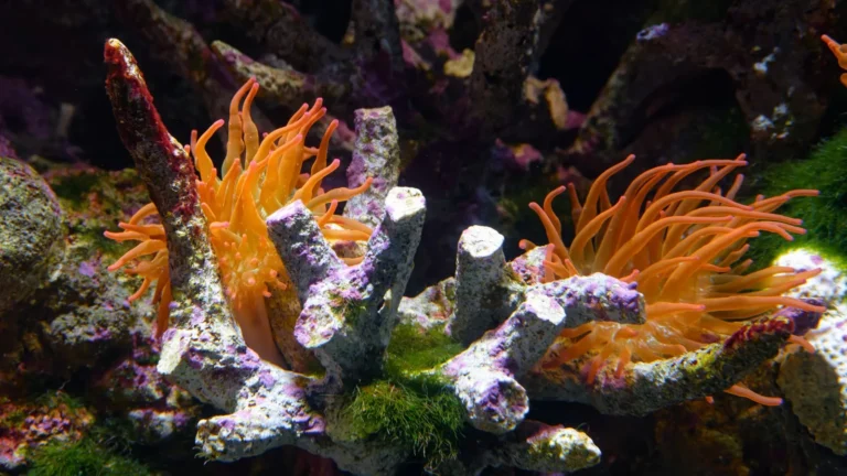 Best Reef Tank Starter Kits for Beginners