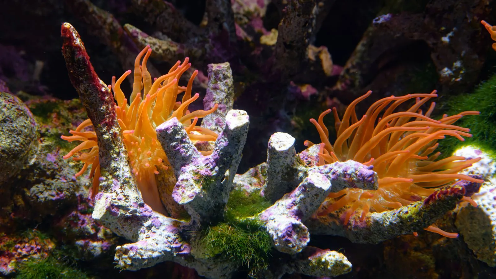 Best Reef Tank Starter Kits for Beginners