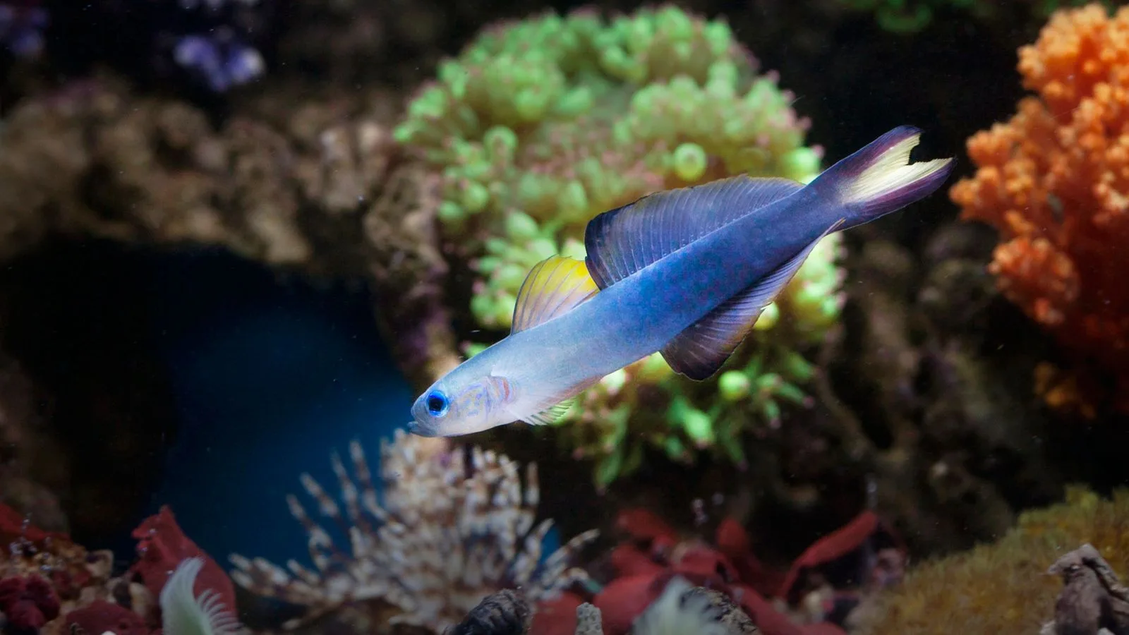 Gobies and Blennies: Small Fish With Big Personalities