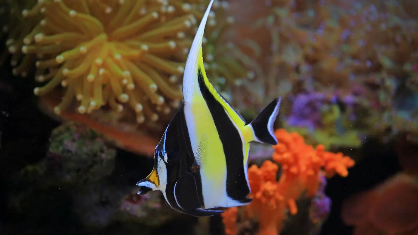 Best Nano Reef Tanks Under 20 Gallons