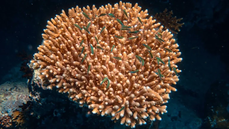 Coral Coloration: Light, Nutrients, and the Science of Pop