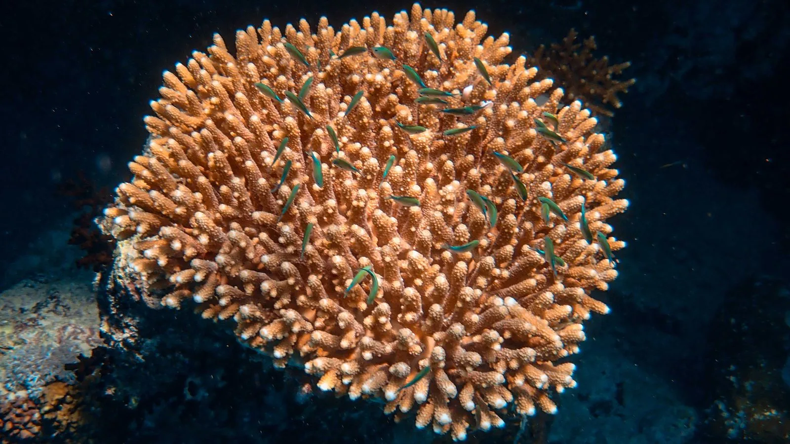 Coral Coloration: Light, Nutrients, and the Science of Pop