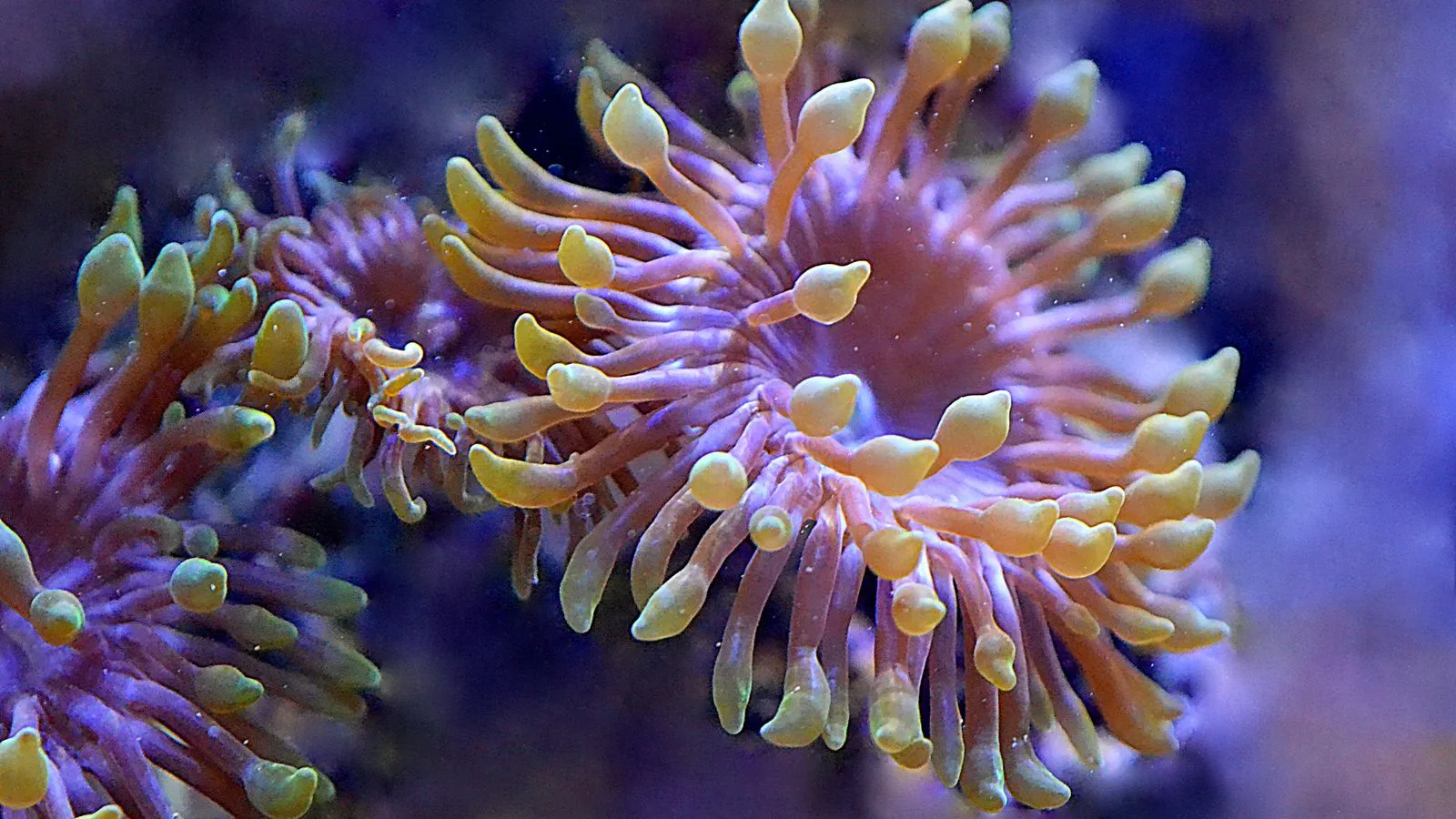 Best LED Reef Lights for Every Budget
