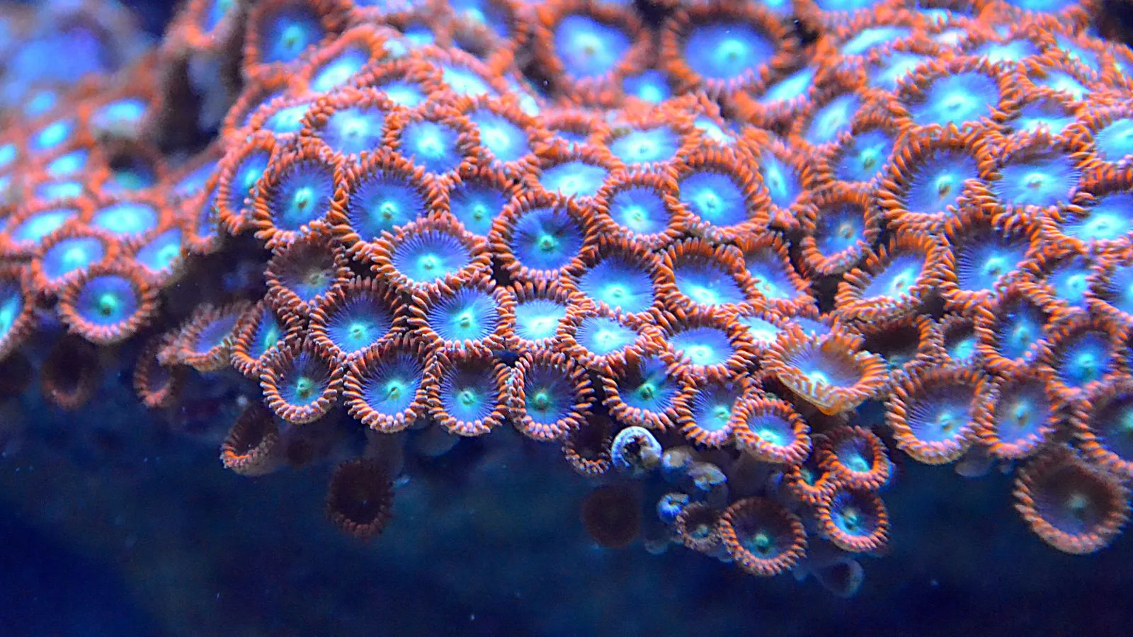 Zoanthids and Palythoa: Care, Color, and Safety