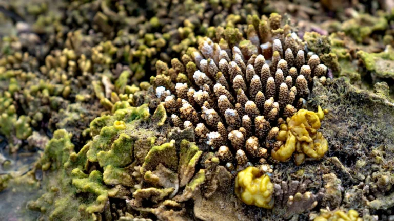 SPS Corals for Intermediate Reefers: Acropora Basics