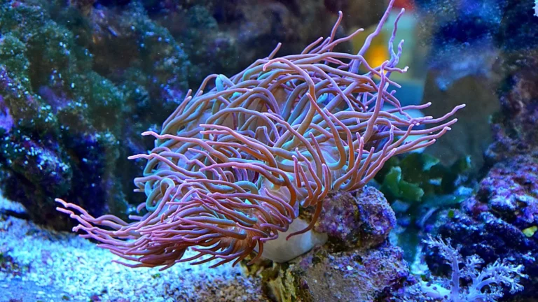 Anemones in Reef Tanks: Are They Right for You?