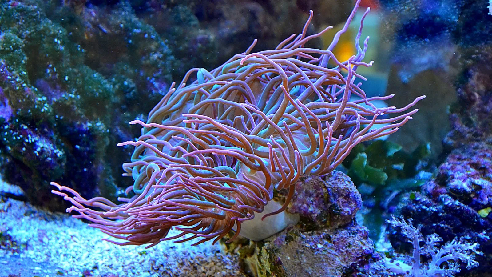 Anemones in Reef Tanks: Are They Right for You?