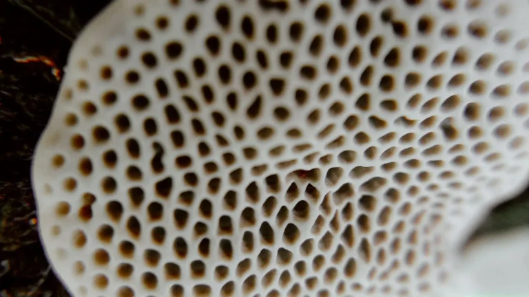 Mushroom Corals: The Bulletproof Beginner Coral
