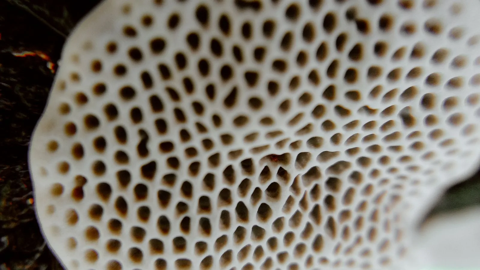 Mushroom Corals: The Bulletproof Beginner Coral