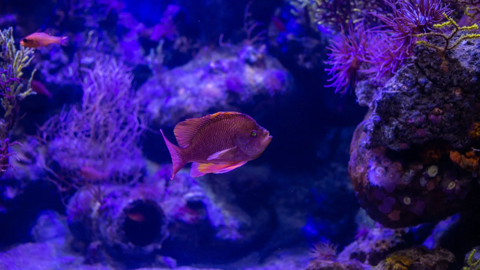 The Nitrogen Cycle Explained for Saltwater Aquariums