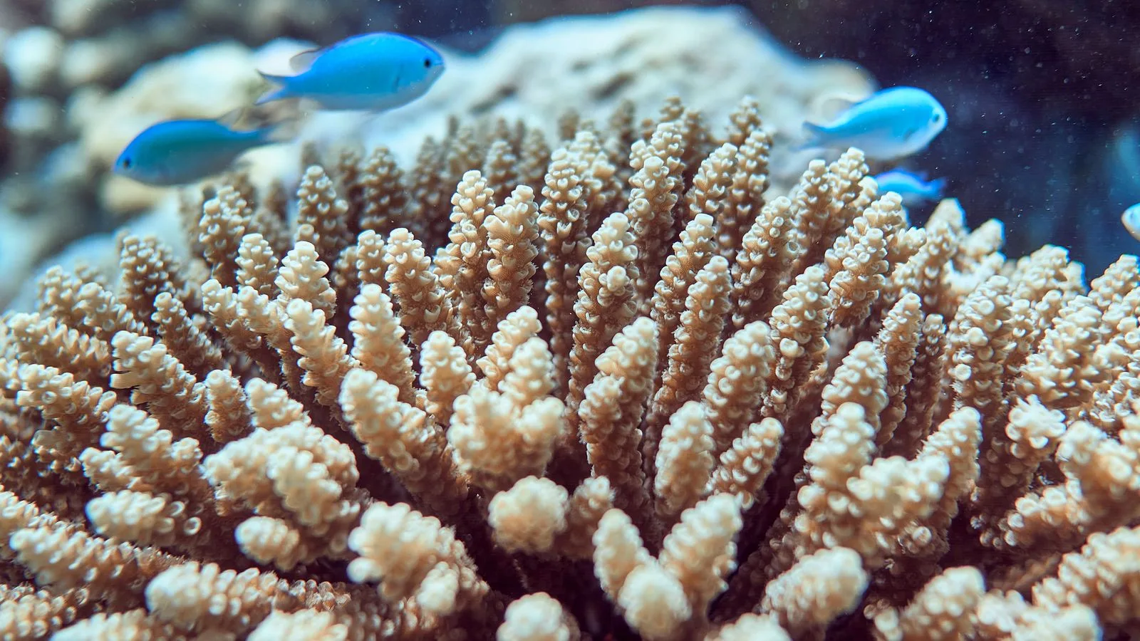 Aquascaping a Reef Tank: Stability, Flow, and Coral Real Estate