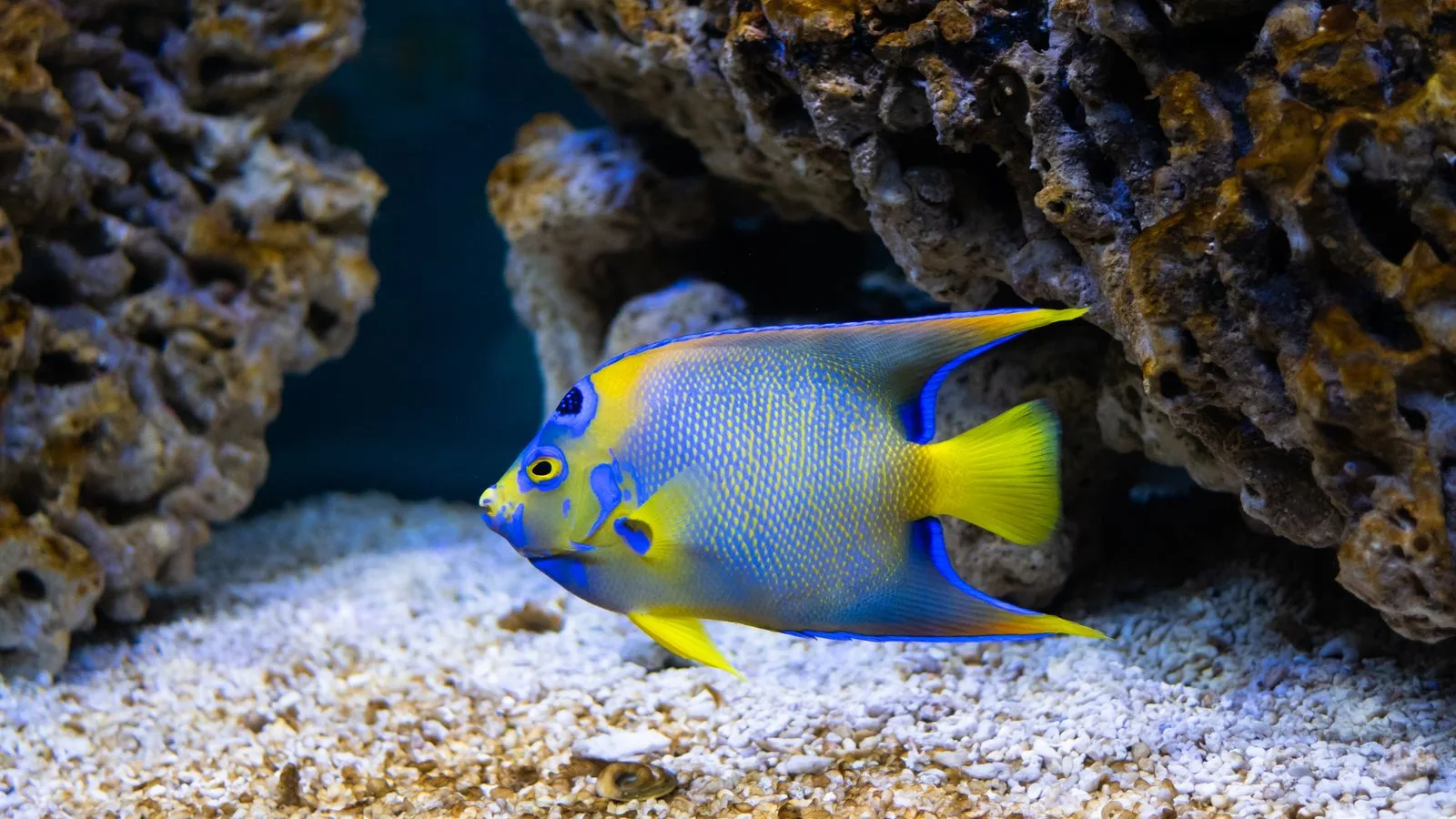 Adding Fish Without Aggression: Stocking Strategy