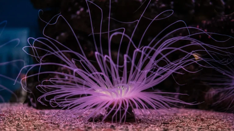 Aiptasia and Majano: Removing Pest Anemones