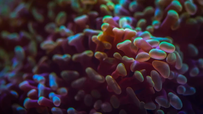 Why Your Coral Isn't Growing (and How to Fix It)